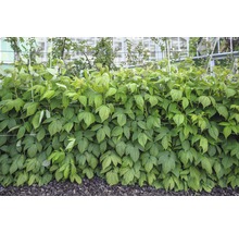FloraSelf Framboos Rubus idaeus 'Schönemann' potmaat Ø 19 cm H 40-60 cm