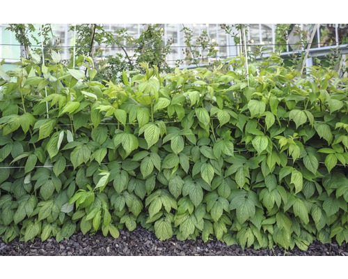 Dichte frambozenplant met groene bladeren in de tuin.