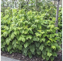FloraSelf Framboos Rubus idaeus 'Schönemann' potmaat Ø 19 cm H 40-60 cm