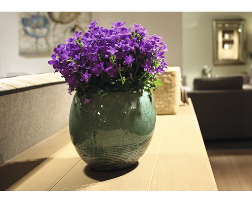 Klokjesbloemen in een pot op een tafel