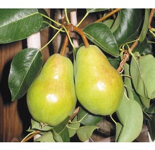 Twee rijpe peren aan de boom