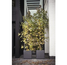 ELHO Plantenpot Pure® Brick 50x50x49 cm kunststof antraciet-thumb-1