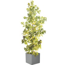 ELHO Plantenpot Pure® Brick 50x50x49 cm kunststof antraciet-thumb-3