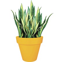 Sansevieria in een plantenbak
