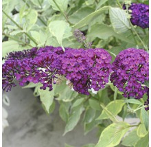 Vlinderstruik met violette bloemen en groene bladeren.