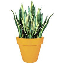 Sansevieria plant in bloempot