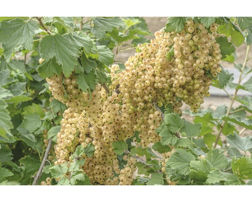 FLORASELF Fruitstruik Ribes sativum 'Weiße Versailler' potmaat Ø 22.5 cm H 100-120 cm