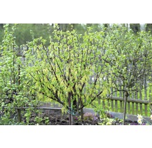 Bessenstruik met bladeren en bloesems in de tuin.