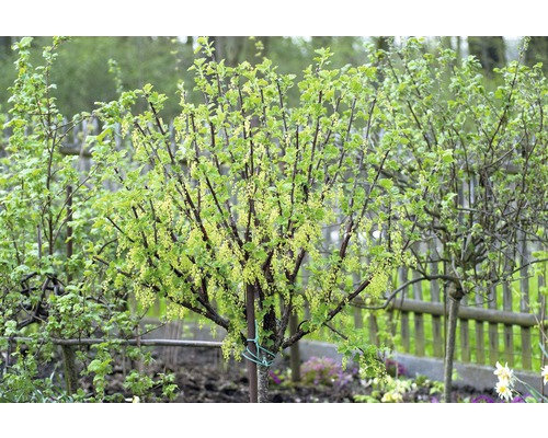 Bessenstruik met bladeren en bloesems in de tuin.