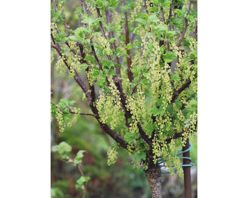 Bloeiende aalbes in de tuin.