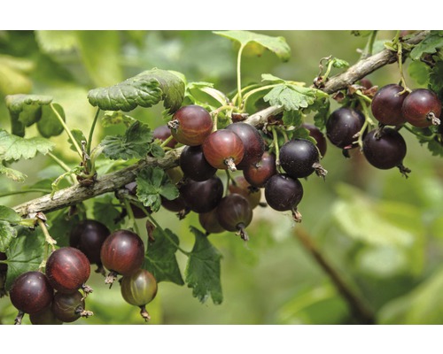 Tak met zwarte bessen en bladeren