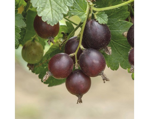 Jostabes Ribes 'Josta' potmaat Ø 19.0 cm H 40-60 cm