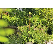 Syngonium plant in pot met klimhulp in de tuin