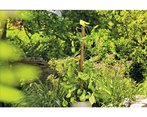 Syngonium plant in pot met klimhulp in de tuin