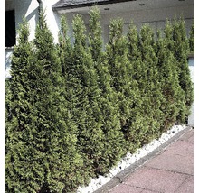 FLORASELF® Westerse levensboom Thuja occidentalis 'Smaragd' potmaat Ø12 cm