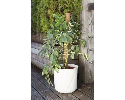 Kamerplant Schefflera in plantenbak met klimhulp