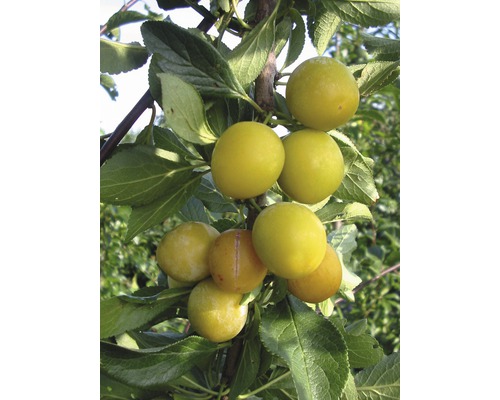 FLORASELF® Pruimenboom Prunus domestica 'Nancy' potmaat Ø24 cm