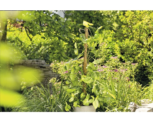 Tuinscene met klimplant op een klimhulp in een plantenbak