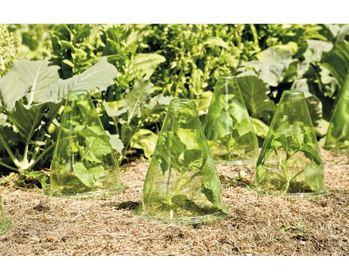 Planten in de tuin beschermd met groeiklokken