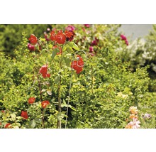 FLORASELF Plantenspiraal roestvrijstaal 180 cm