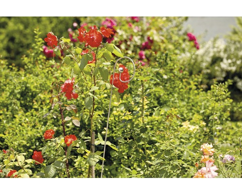 Roos met plantensteun in de tuin