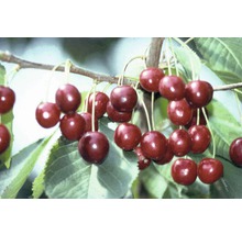 FLORASELF BIO Kersenboom Prunus avium 'Hedelfinger Riesenkirsche' potmaat 7,5 liter H 130-150 cm
