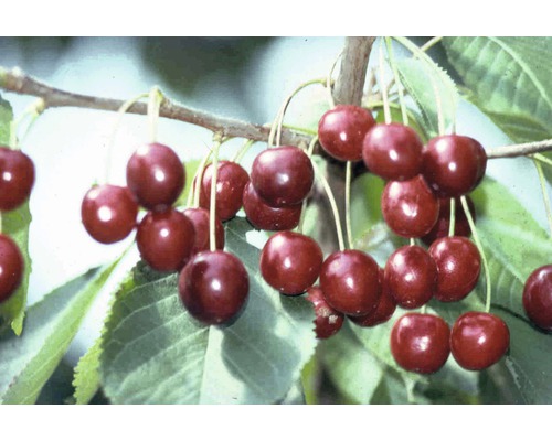 FLORASELF® Kersenboom Prunus avium Hedelfinger' potmaat Ø26 cm