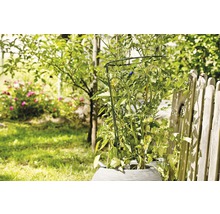 Tomatenplant met plantensteun in een tuin