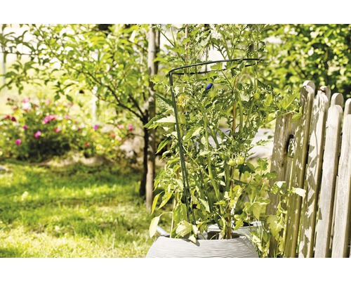Tomatenplant met plantensteun in een tuin