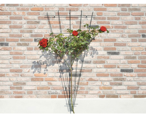 Klimhulp met rozen voor een bakstenen muur