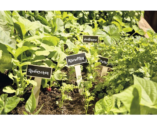 Moestuin met radijs, wortelen, aardbeien en peterselie met plantenlabels