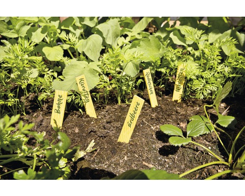 Verhoogde tuinbak met jonge groenteplanten en plantenlabels