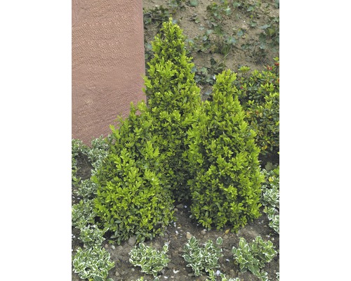 Drie kegelvormige bomen in de tuin