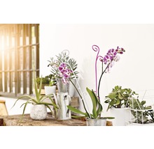 Decoratieve scène met kamerplanten in potten en een gieter