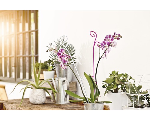 Decoratieve scène met kamerplanten in potten en een gieter