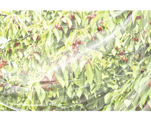 Kersenboom bedekt met beschermnet tegen vogels en ongedierte