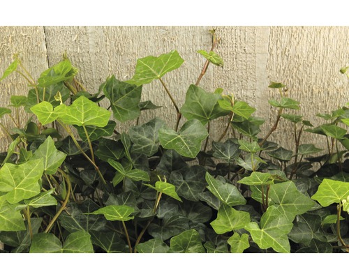 FLORASELF Klimop Hedera Heberica potmaat Ø 9 cm per 12 st FLORASELF Klimop Hedera Heberica potmaat Ø 9 cm per 12 st