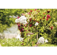 FLORASELF Plantenstok roestvrijstaal 150 cm