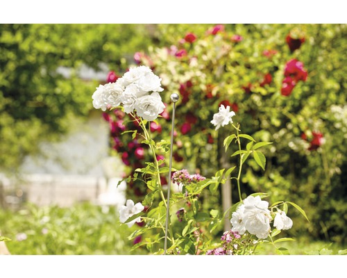 Tuinaanzicht met witte rozenbloesems en rozenstok