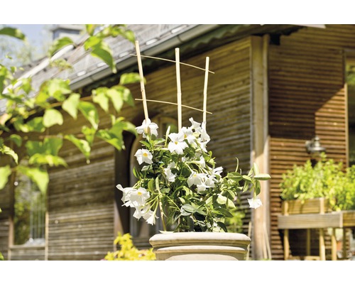 Dipladenia in pot met klimrek voor een huis