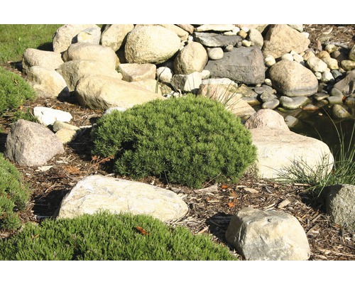 Tuin met stenen en dwergstruiken