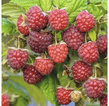 FLORASELF BIO Frambozenstuik Rubus idaeus 'Autumn Bliss' potmaat 2 liter H 40 cm