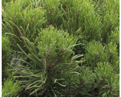 Close-up van dennennaalden