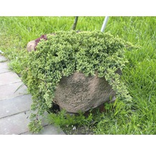 Jeneverbes in een stenen pot in de tuin