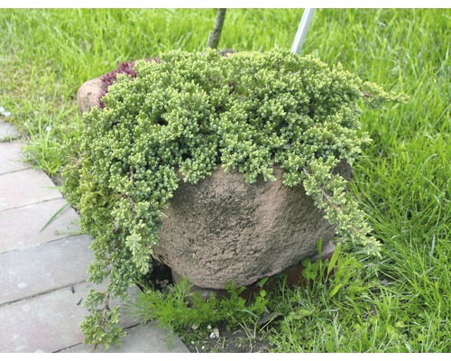 Jeneverbes in een stenen pot in de tuin