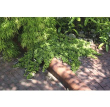 Bodembedekker plant in tuin