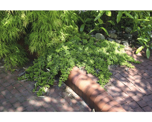 Bodembedekker plant in tuin