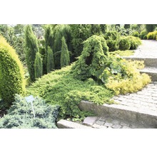 Tuinlandschap met diverse sierstruiken en houtachtige gewassen langs een stenen pad.