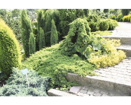 Tuinlandschap met diverse sierstruiken en houtachtige gewassen langs een stenen pad.