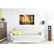 REINDERS Poster Enlightened forest 61x91,5 cm
